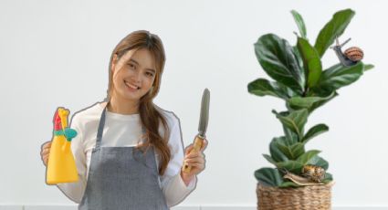 Cómo eliminar los caracoles de tus plantas con solo 1 ingrediente de cocina