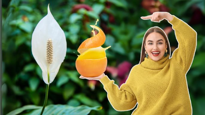 Cómo utilizar la cáscara de naranja para que tu Cuna de Moisés estalle de flores