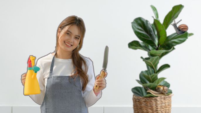 Cómo eliminar los caracoles de tus plantas con solo 1 ingrediente de cocina