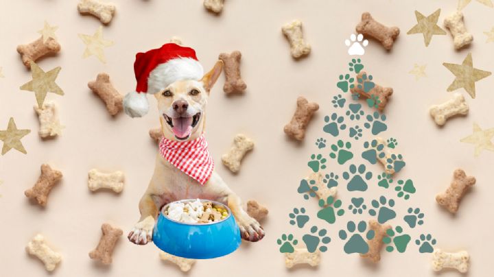 Transforma la Navidad de tu perro: 3 recetas exclusivas para disfrutar de estas fiestas al máximo