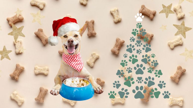 Transforma la Navidad de tu perro: 3 recetas exclusivas para disfrutar de estas fiestas al máximo