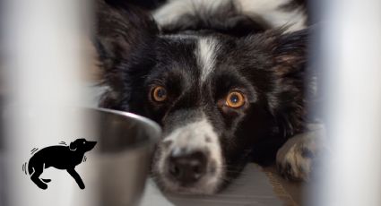 Ansiedad en perros: 5 técnicas efectivas para identificar los síntomas y calmarlos