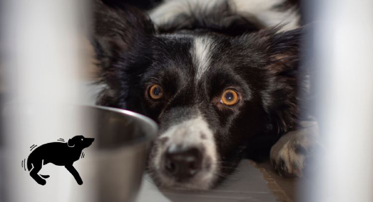 Ansiedad en perros: 5 técnicas efectivas para identificar los síntomas y calmarlos