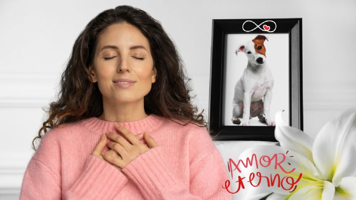 Llegó la oportunidad de sanar: cómo transformar el duelo por tu mascota en gratitud