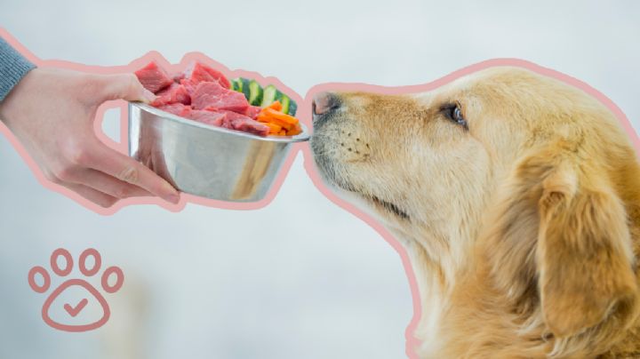 Tendencias en el cuidado de mascotas para 2025: un futuro lleno de innovación y bienestar