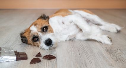 Logra la seguridad de tu perro: cómo prevenir y actuar frente a un envenenamiento