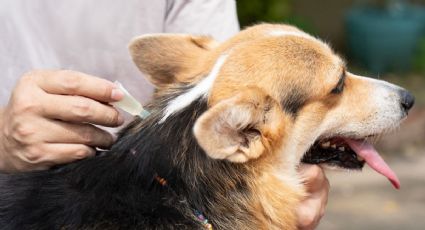 Con solo 6 ingredientes, así puedes preparar una pipeta casera para tus perros y olvidarte de las garrapatas