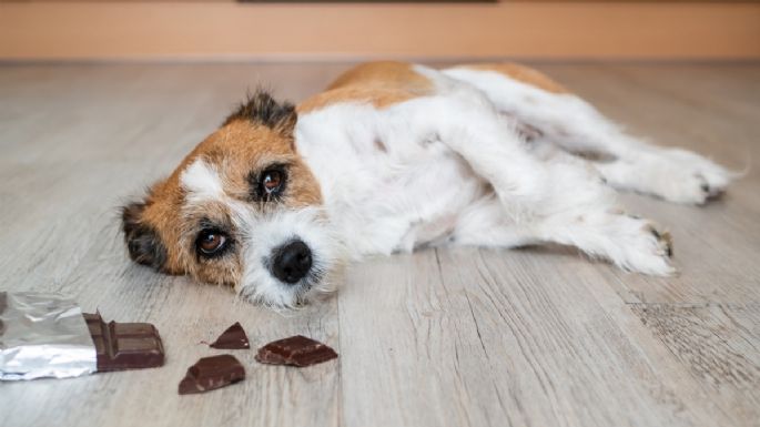 Logra la seguridad de tu perro: cómo prevenir y actuar frente a un envenenamiento