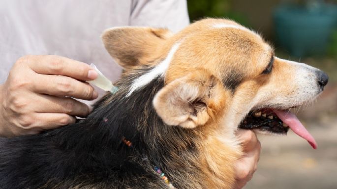 Con solo 6 ingredientes, así puedes preparar una pipeta casera para tus perros y olvidarte de las garrapatas