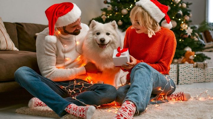 Sorprende a tu perro con los mejores juguetes y accesorios esta Navidad