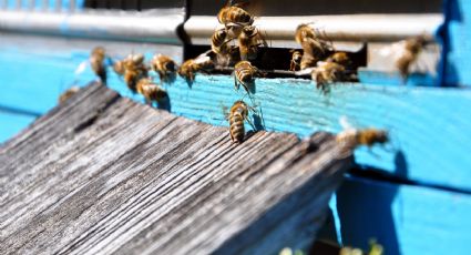 Conoce el profundo significado de que las abejas construyan su colmena en tu casa