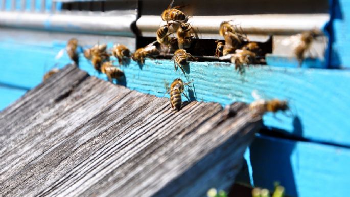 Conoce el profundo significado de que las abejas construyan su colmena en tu casa