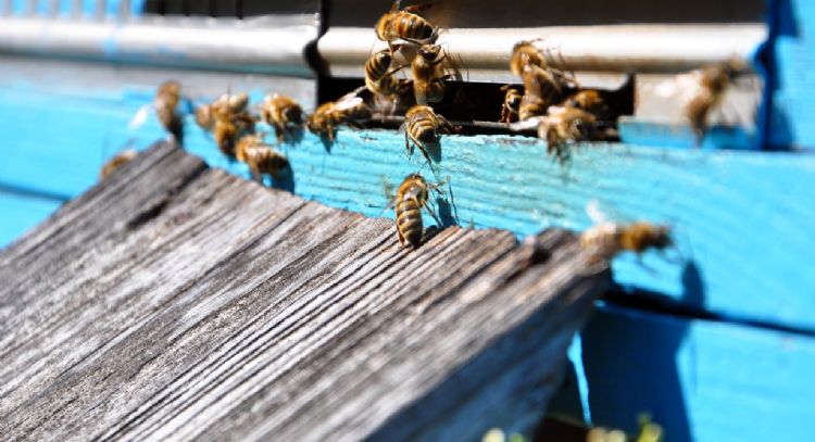Conoce el profundo significado de que las abejas construyan su colmena en tu casa