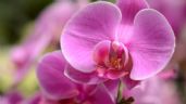 Conoce el profundo significado de que te regalen orquídeas púrpuras en San Valentín