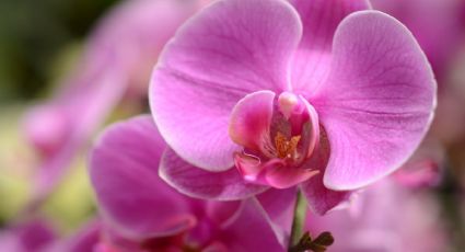 Conoce el profundo significado de que te regalen orquídeas púrpuras en San Valentín