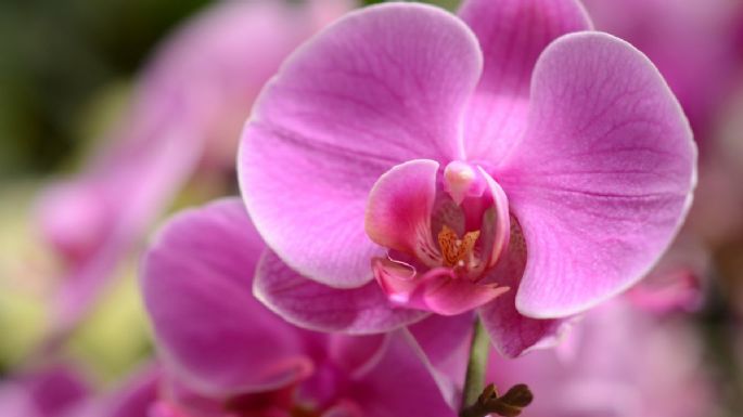 Conoce el profundo significado de que te regalen orquídeas púrpuras en San Valentín