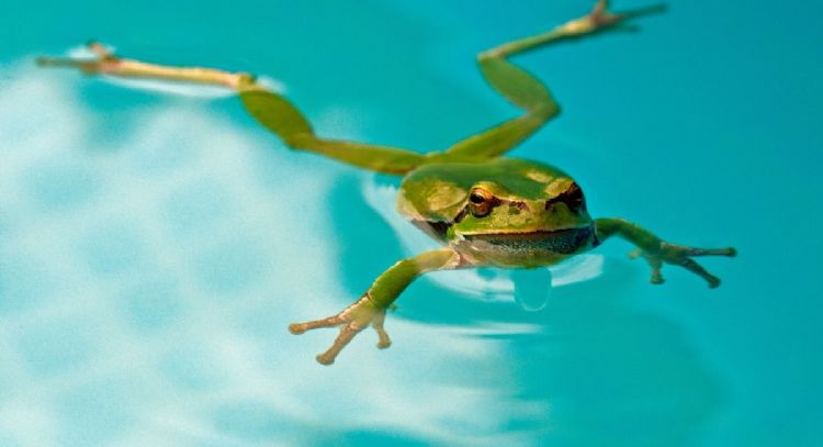 Descubre el significado de que un sapo aparezca en tu hogar