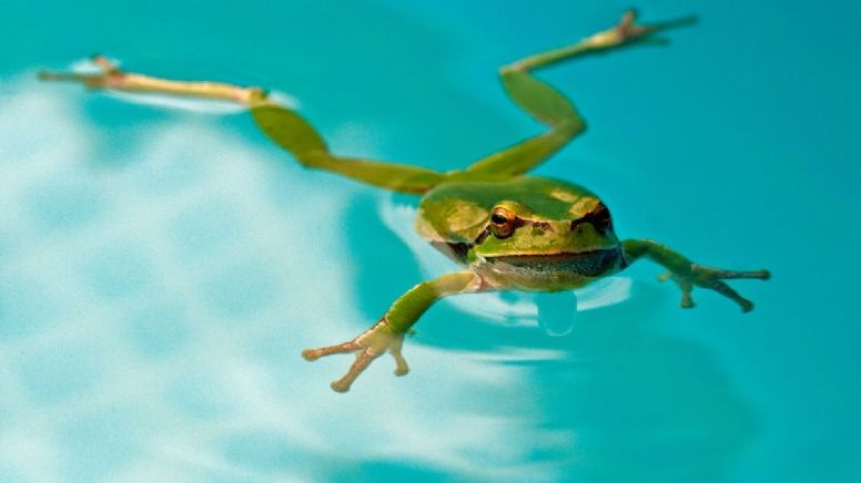 Descubre el significado de que un sapo aparezca en tu hogar