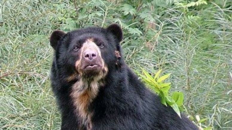 3 lugares donde se puede ver osos y venados y pocos conocen