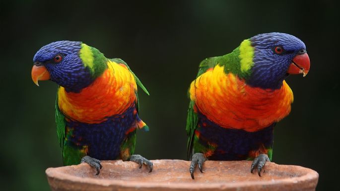 Estos son los 5 animales que está prohibido tener como mascotas en Colombia