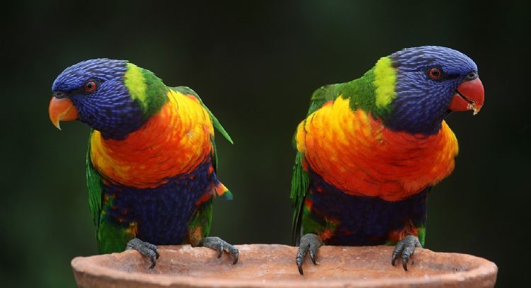 Estos son los 5 animales que está prohibido tener como mascotas en Colombia