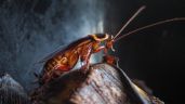 Dile adiós a las cucarachas con esta sencilla planta que seguro tienes en casa