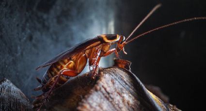 Dile adiós a las cucarachas con esta sencilla planta que seguro tienes en casa