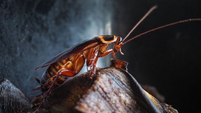 Dile adiós a las cucarachas con esta sencilla planta que seguro tienes en casa