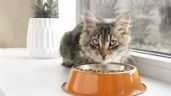 3 alimentos que tu gato no puede comer nunca porque son mortales