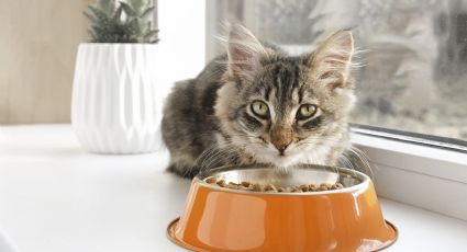 3 alimentos que tu gato no puede comer nunca porque son mortales