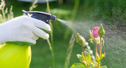 Dile adiós a los hongos de tus plantas con este sencillo ingrediente casero