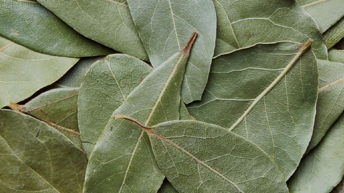 Dónde debes poner el laurel para alejar la mala suerte este año bisiesto