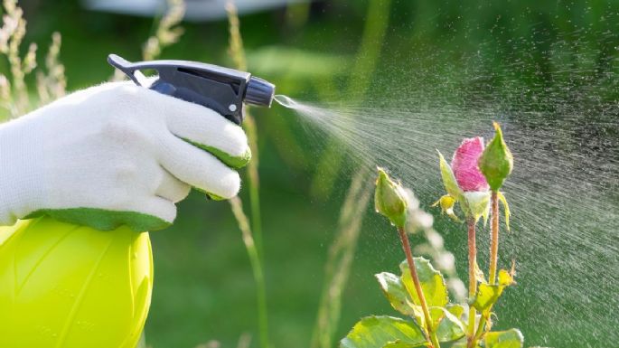 Dile adiós a los hongos de tus plantas con este sencillo ingrediente casero