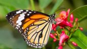 Conoce el profundo significado de que una mariposa te visite en tu casa