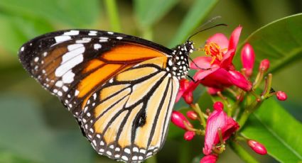 Conoce el profundo significado de que una mariposa te visite en tu casa