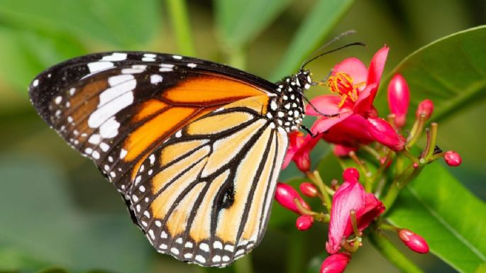 Conoce el profundo significado de que una mariposa te visite en tu casa