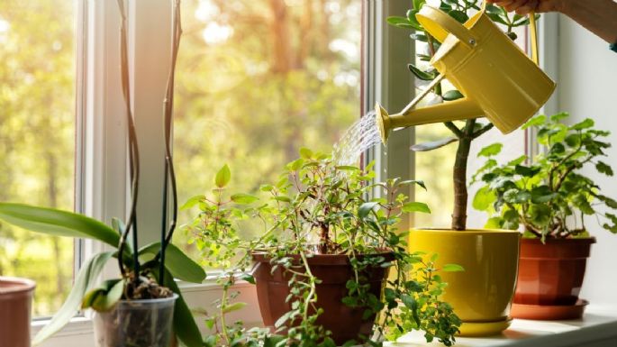 Anota la lista de los cinco beneficios terapéuticos de cuidar las plantas de tu hogar