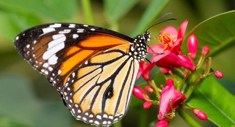 Conoce el profundo significado de que una mariposa te visite en tu casa