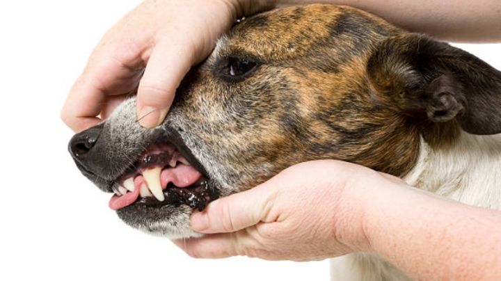 Este es el preocupante motivo por el cuál los perros podrían tener las encías negras