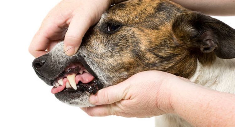 Este es el preocupante motivo por el cuál los perros podrían tener las encías negras
