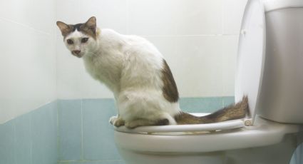 El método clave para evitar que tu gato te siga hasta el baño