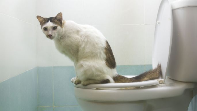 El método clave para evitar que tu gato te siga hasta el baño