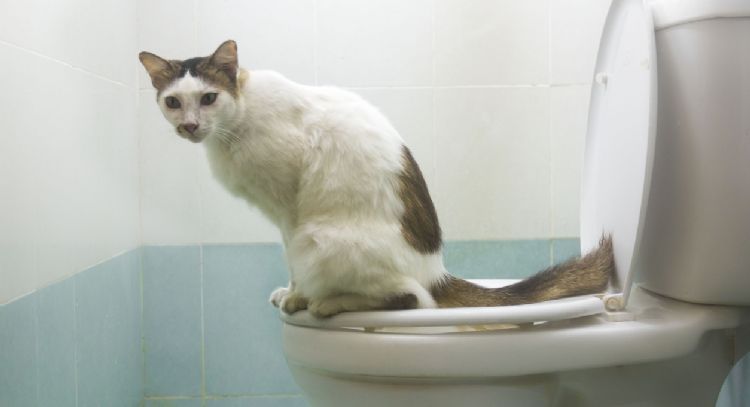 El método clave para evitar que tu gato te siga hasta el baño