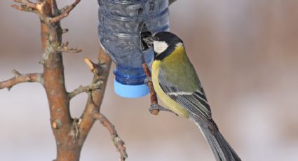 Con solo 1 material, preparar tu propio bebedero para colibríes