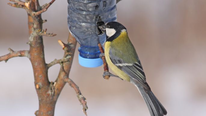 Con solo 1 material, preparar tu propio bebedero para colibríes