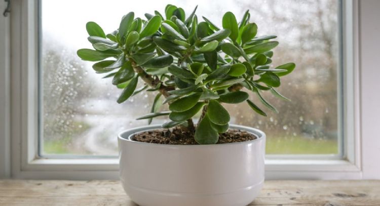 Dónde colocar el árbol de jade para atraer dinero en 2024