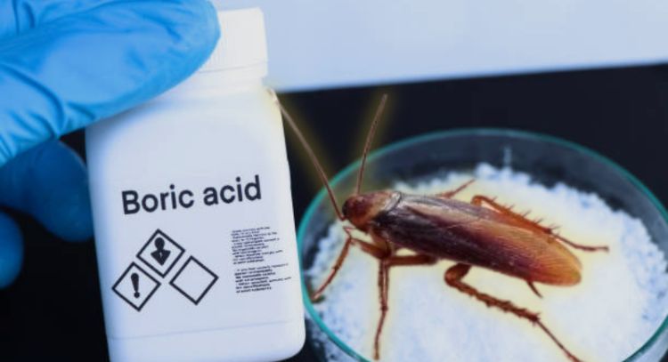 Dile adiós a los insectos con este poderoso insecticida que utilizan los restaurantes