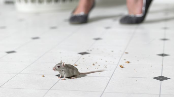 Dile adiós a los ratones: estos son los trucazos para eliminarlas al instante de tu hogar