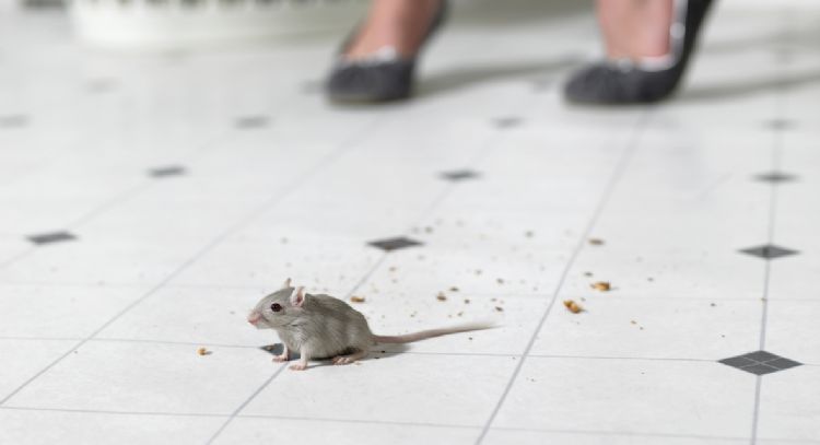 Dile adiós a los ratones: estos son los trucazos para eliminarlas al instante de tu hogar