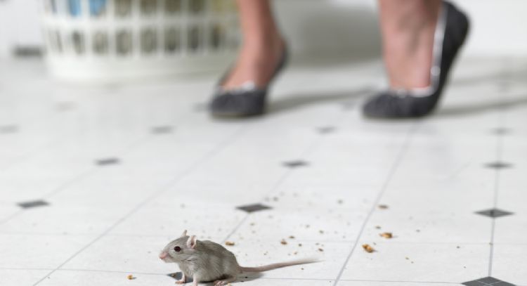 Olvídate de los ratones de tu casa con este sencillo ingrediente de cocina